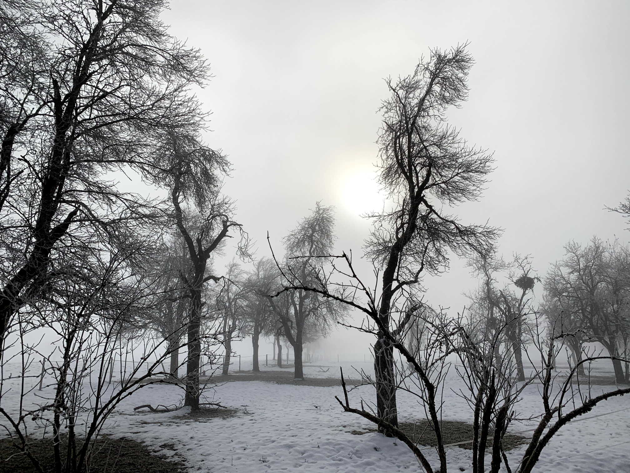 Bäume ohne Blätter im Winter bei Nebel