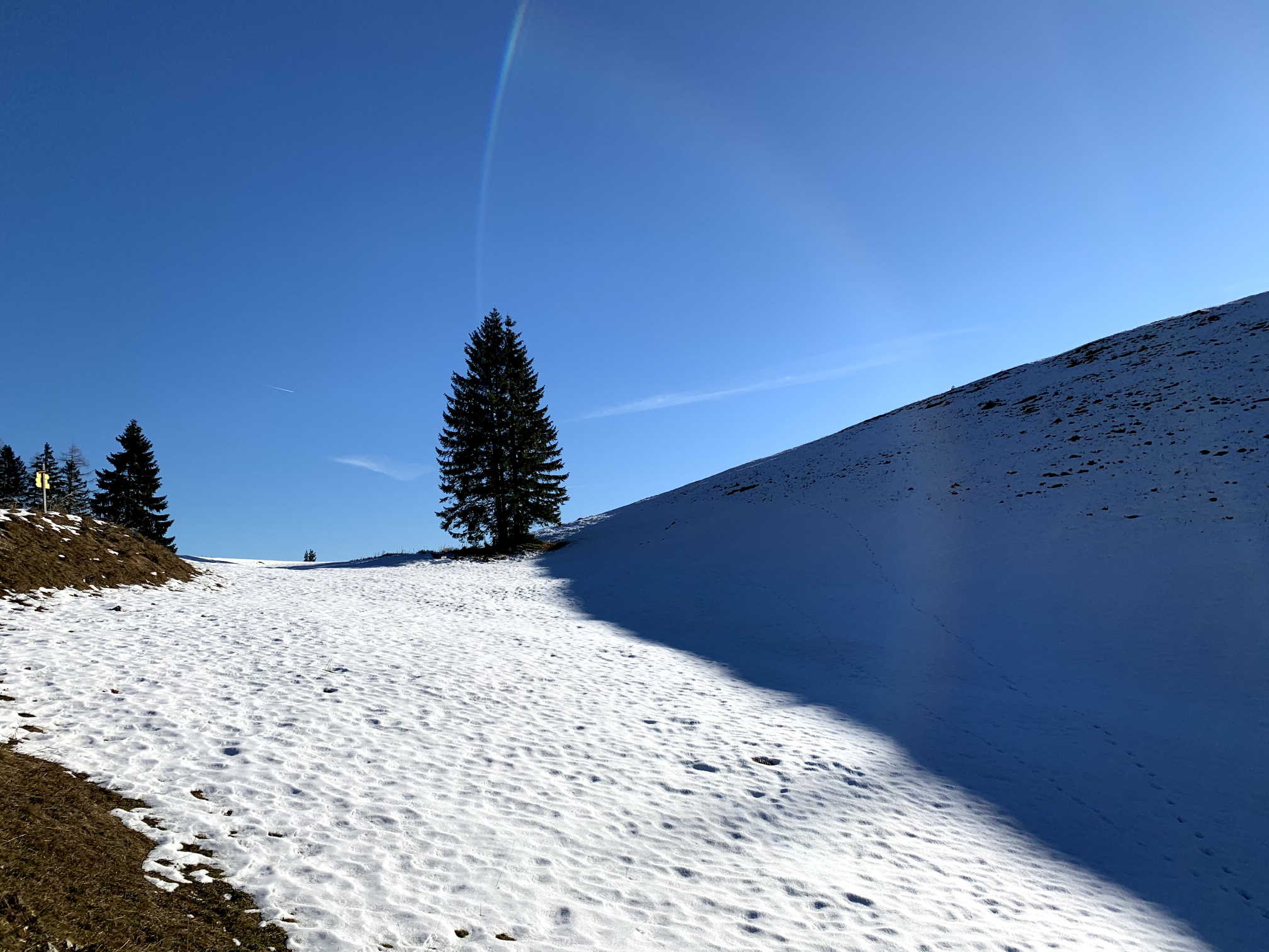 einsamer Baum in der Wintersonne